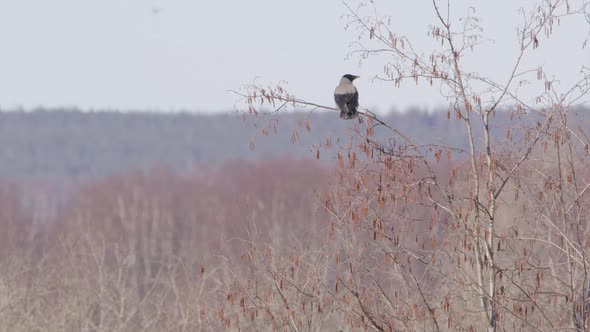 Hooded crow taking off flying from a small tree in Sweden, wide shot alt