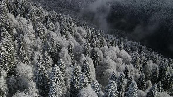 Aerial View of a Beautiful Winter Landscape with Snowy Green Coniferous Forest