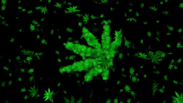 Projection Mapping Marijuana