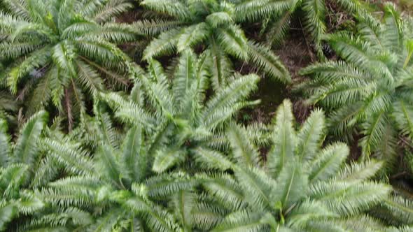 The Beaches at the most southern part of Borneo Island alt