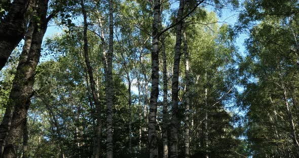 Birch forest near Le Plan de Monfort, the Cevennes National park, Lozere department, France alt