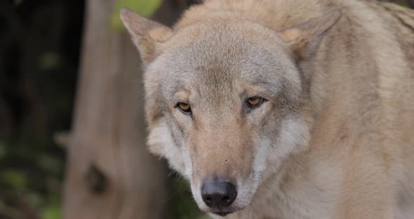 Wolf Canis Lupus, also Known as the Gray Wolf is the Largest Extant Member of the Family Canidae alt