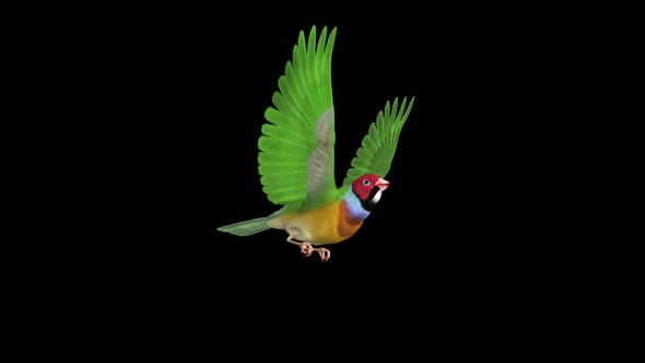 Rainbow Finch - Flying Bird - Front Angle - Transparent Loop