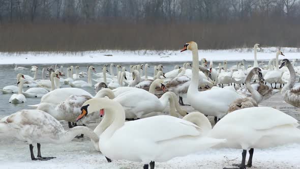 White Swans in Winter on the River