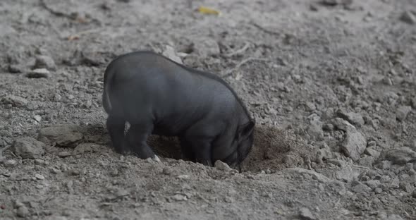 Little Black Pig Digs The Ground alt