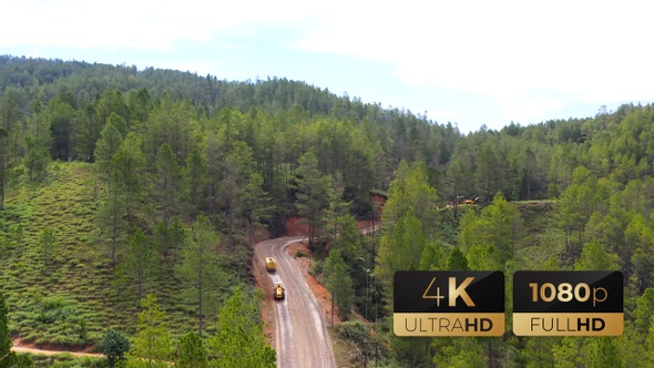 AH - New Road in The Pine Forest alt