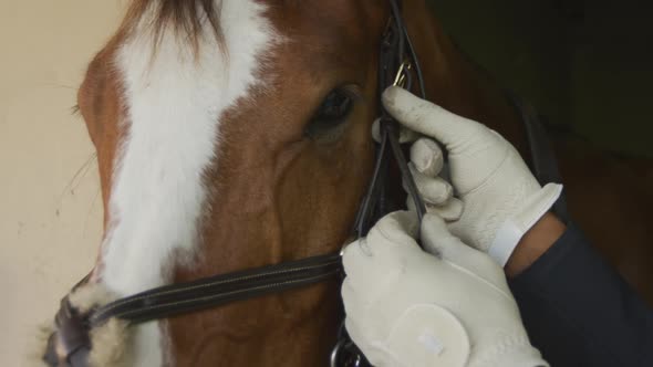African American man adjusting bridle on Dressage horse alt