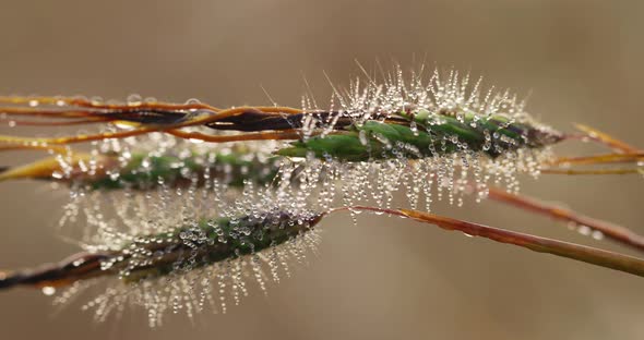 Macro shot of green Grass blades with surrounding dew drops during sunrise in the morning. Zoom in s alt