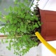 Watering mint plant on the balcony - VideoHive Item for Sale