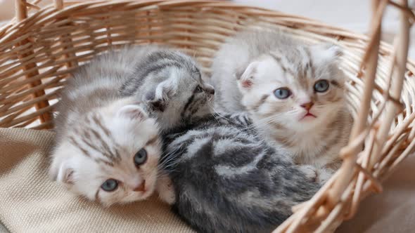 Lovely Grey Scottish Fold Kittens Playing in a Basket