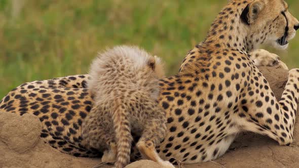 Cute Scene of Baby Cheetah Climbing on Mother Playful Learning About Nature Around alt