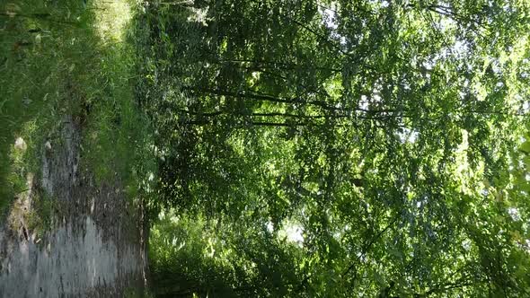 Vertical Video of a Forest with Trees alt