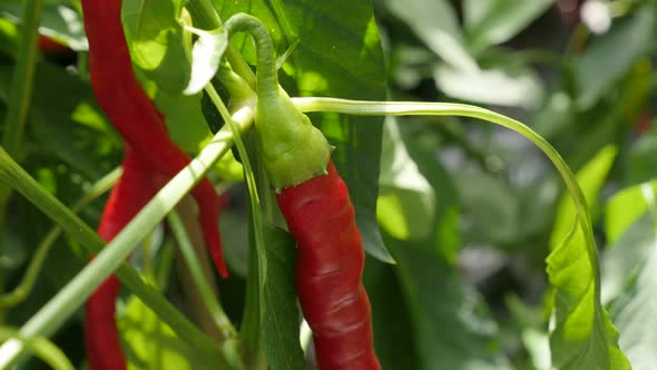 Cultivated hot organic peppers on vines cultivated 4K 2160p 30fps UltraHD tilt footage - Red hot cap alt