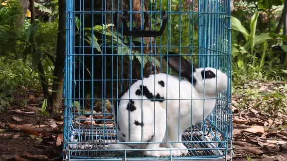 Rabbit in a blue iron cage. video of cute white rabbit in a grid of boxes alt