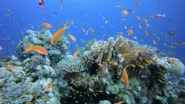 Tropical Fishes Seascape