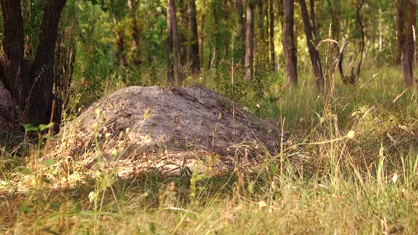 Jumping Toy Car on a Hill alt