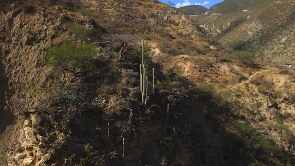 Cactus Growing on Mountain Slope in Mexico