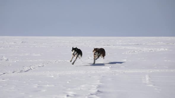 Huskies are running on the frozen bay in winter alt