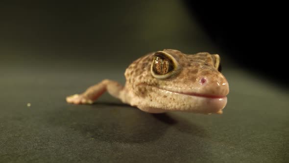 Leopard Gecko Standard Form, Eublepharis Macularius at Black Background. Close Up, Macro Shot alt