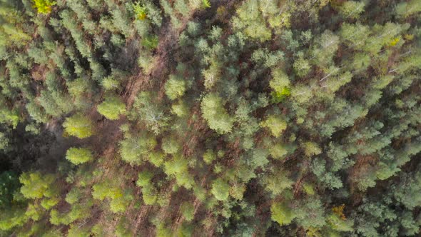Low Flight Over a Young Forest with Small Trees