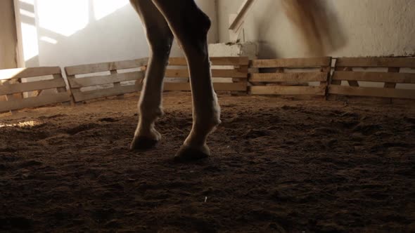 A Horse Walks on the Sand in the Arena