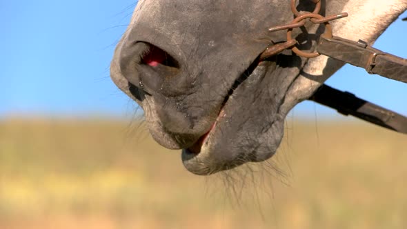 Snaffle Bit on Horse. alt