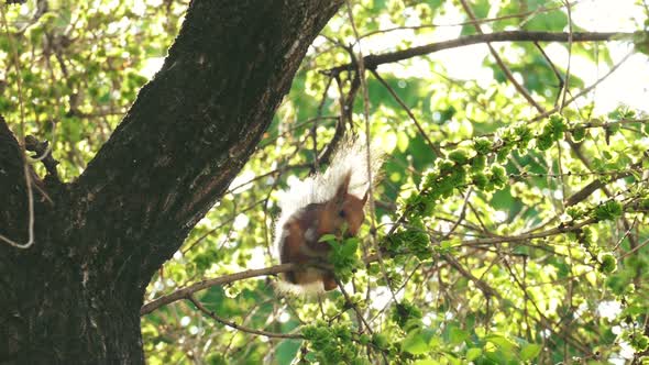 Funny red squirrel sits on a branch and eats flowers.