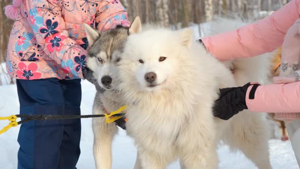 Petting Alaskan Malamute and Samoyed Dogs alt