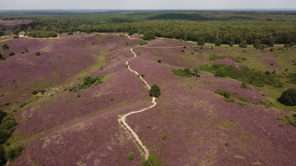 Purple blooming heathland at national park the Posbank in the Netherlands alt