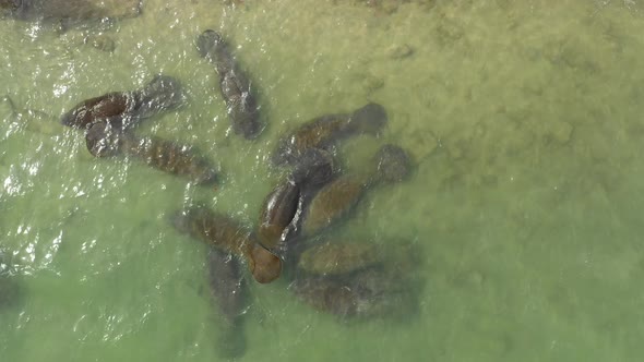 manatees overhead some with visible injuries close up alt