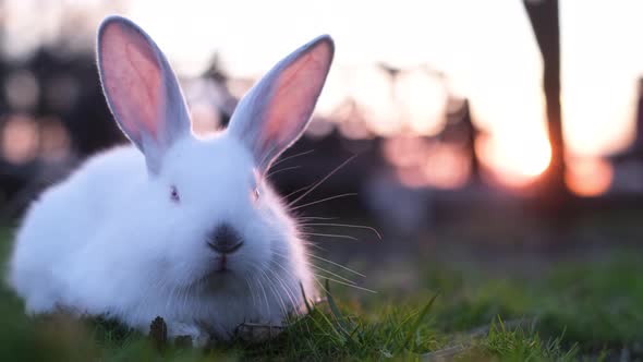 Adorable Fluffy White Rabbit with Red Eyes Sitting in the Green Grass Portrait of a Cute Pet Bunny alt