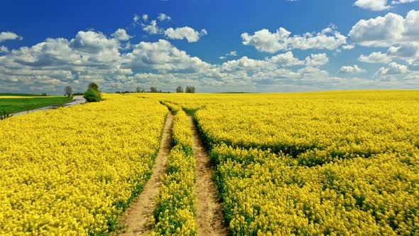 Country road and yellow rape fields in sunny day, Poland alt