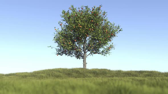 Lonely Apple Tree On a Field