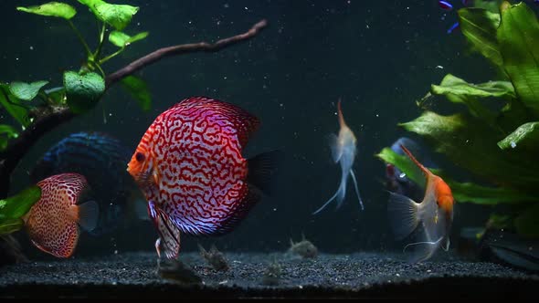 Discus Fish in Water Tank, Messy Water After Feeding Aquaria Concept