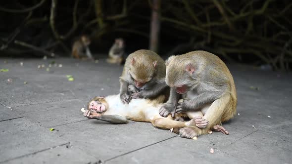 Monkeys Rhesus Macaque Parents Grooming Baby Child in Tropical Nature Park