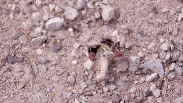 Fire ants pulling a grasshopper into their tunnel alt