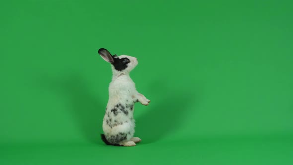 Rabbit Is Standing On Green Screen Background alt