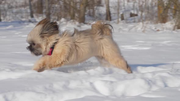 Funny Dog with Brown Fur and Pink Collar Runs Along Snow alt