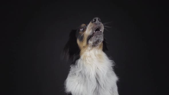 Furry dog catching snack in studio alt