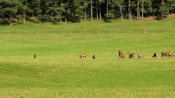 Deer in the mating period in the belgian ardennes. Deer with females in the wild. Rutting deer. Deer alt