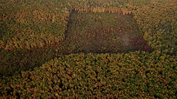 Aerial Drone View of Forest Destroyed in Europe Forest at Sunset During Autumn alt