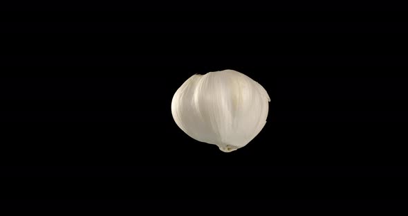 Head Of White Garlic. Rotation. Alpha Channel
