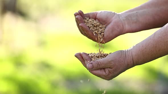 Slow motion the woman farmer s hands pour grain into field from hand to hand. Spring harvest 