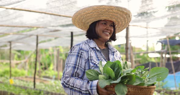 Asian woman farmer harvesting ang showing fresh raw vegetable on her local organic vegetable farm. alt