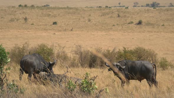 African buffaloes in Masai Mara alt
