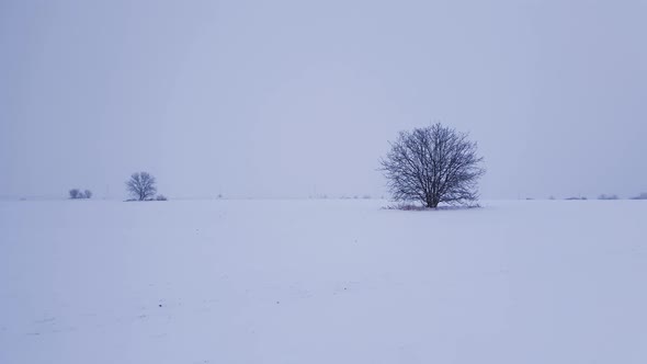 Barren lone tree on the snowy field