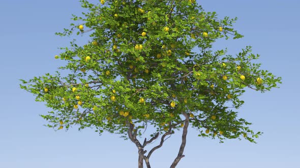 Lemon Tree In Blue Sky