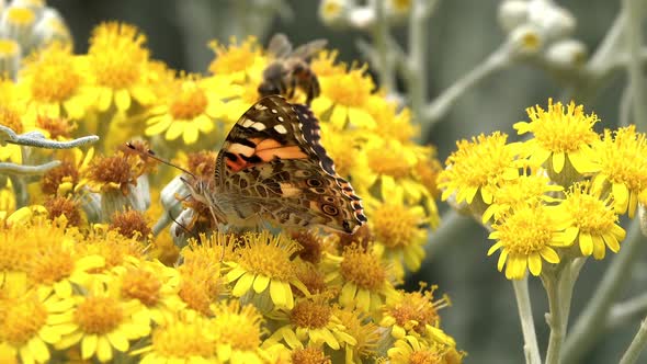 Butterfly Named Vanessa Cardui On Yellow Flowers  alt
