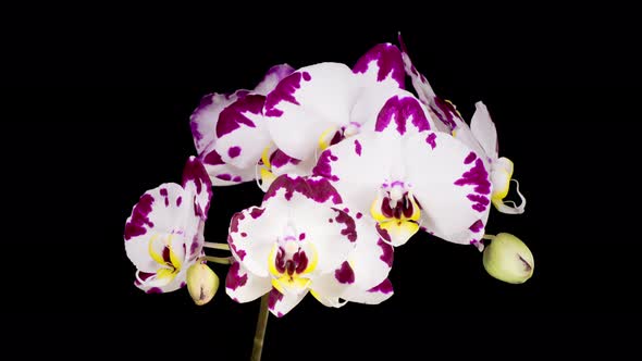 Blooming White - Magenta Orchid Phalaenopsis Flower alt