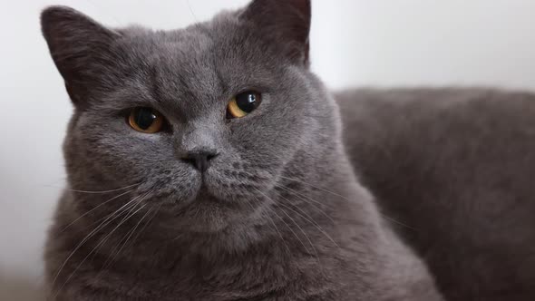 Portrait of Lying Gray Cat with Orange Eyes Closeup